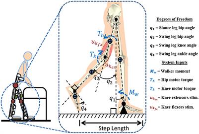 A Control Scheme That Uses Dynamic Postural Synergies to Coordinate a Hybrid Walking Neuroprosthesis: Theory and Experiments